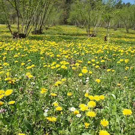 Farm stay La Collina Degli Scoiattoli *